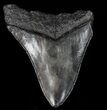 Partial, Megalodon Tooth - Georgia #56720-1